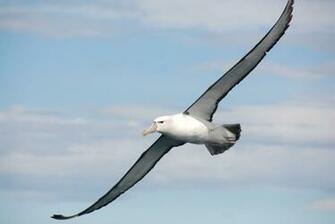 Albatross Wallpaper Image Photos Pictures Background