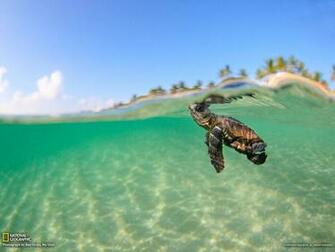 Sea Turtle Picture Animal Wallpaper National Geographic Photo Of