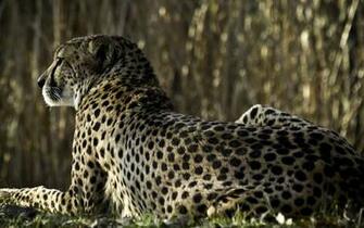 Windows Official Animal Wallpaper HD S