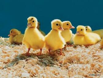 Wallpaper Index Pets Baby Chick And Duckling15