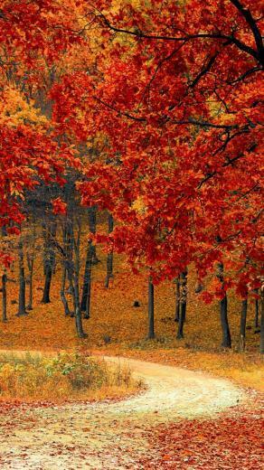 Beautiful Autumn Road Trees Pure 4k Ultra HD