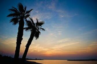 Red Zone Wallpaper Deskstop Beach And Palms