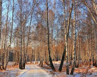 Birch Trees At Autumn Tree Silhouette Big Lady Bug Open Sky