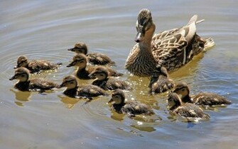 HD Ducks Wallpaper With Swimming Background Pictures