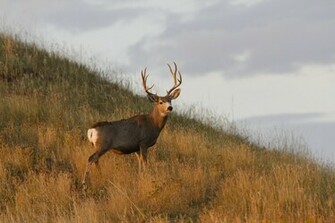 Mule Deer Buck
