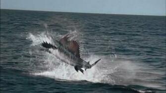 Swordfish Wallpaper