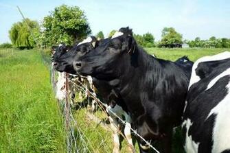 Holstein Cow Wallpaper For Android Apk