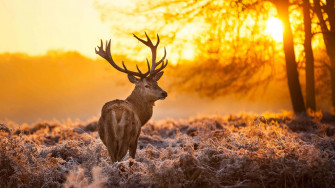 Reindeer At Sunset UHD 4k Wallpaper