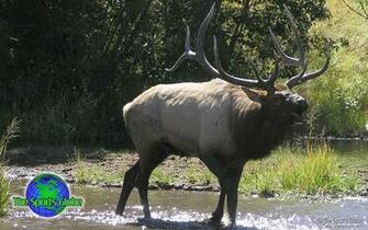 Bugling Bull Elk Desktop Wallpaper Are Available In Standard And