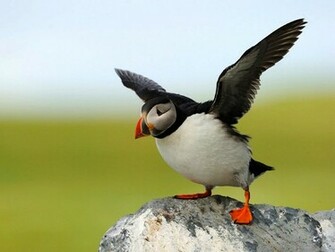 Puffin Wallpaper