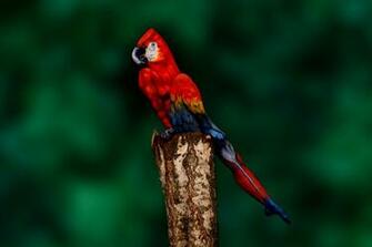 Human Body Painting Cool HD Wallpaper Hivewallpaper