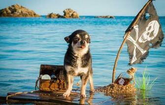 Wallpaper Sea Bottle Dog Flag Pirate Captain Chest
