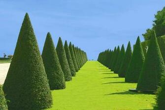 Beautiful Green Grass Wallpaper Pictures Fashion