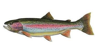 Rainbow Trout