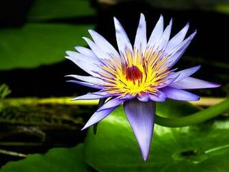 Desktop Background Water Lily Flowers Wallpaper Flower