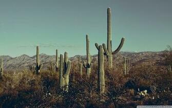Saguaro National Park East Arizona 4k HD Desktop Wallpaper For
