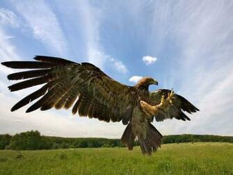 Immature Bald Eagle Hunting