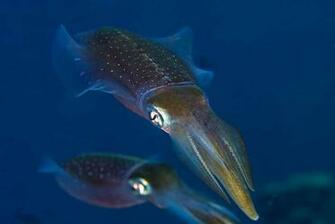 Hq Wallpaper Squid