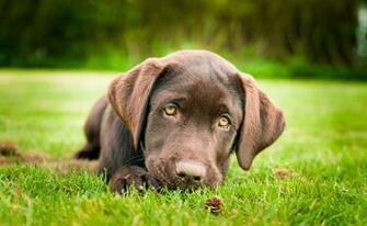Chocolate Lab Puppy Wallpaper HD