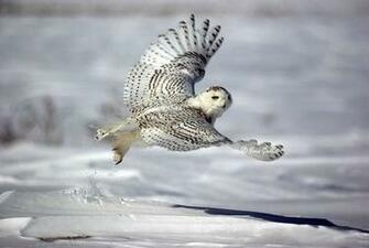 Snowy Owl Wallpaper Screensavers Sport