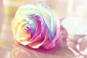 Rainbow Rose By Eliseenchanted