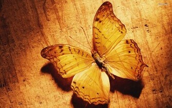 Butterfly Cute Background Wallpaper Animals