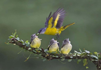 Mother Bird Picture Wallpaper