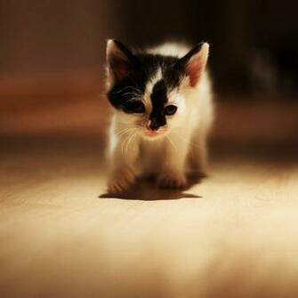 iPad Wallpaper Cat Air Background