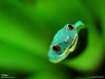 Frog Wallpaper Various Nat Geo Pics Gudang