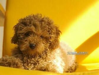 Cuddly Puppies Toy Poodle Puppy Wallpaper Lovable