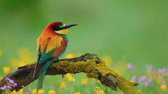 Wallpaper Bird Bee Eater Branch Flower Full HD 1080p