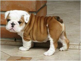 Bulldog Wallpaper Fun Animals Wiki Videos Pictures Stories