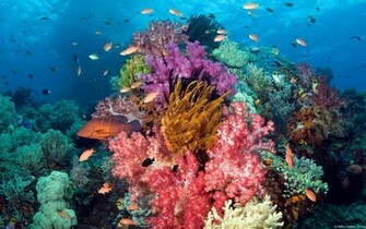 Coral Reef Wallpaper
