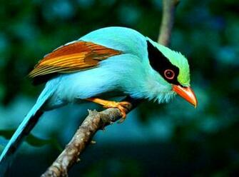 Exotic Birds HD Wallpaper Elegant