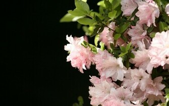 Light Pink Flowers Wallpaper