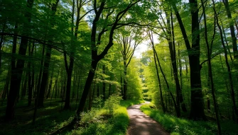 Nature Forest Wallpaper