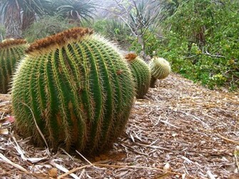 Barrel Cactus Wallpaper Pin It