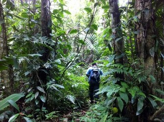 Tropical Rainforest Wallpaper S