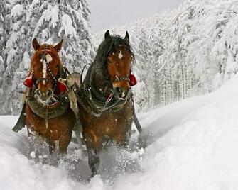 Wallpaper Horse Snow Sled Sledding Standard