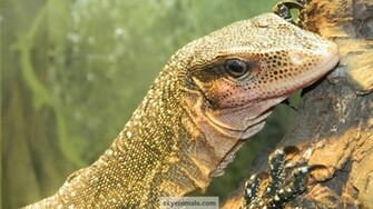Wallpaper Reptile Lizard Reptiles Cat Image Monitor