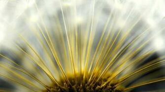 Primer Plano Floral Wallpaper