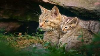 Wild Cats Desktop Wallpaper HD