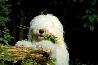 Cute Old English Sheepdog Wallpaper