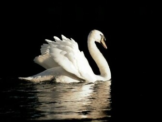 Swan Desktop Wallpaper One HD Pictures Background