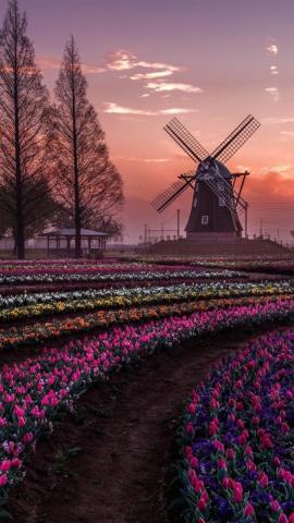 Netherlands Tulips Flowers Fields Trees Windmill