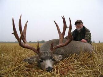 Monster Mule Deer Buck Grand Teton National Park Jackson Hole Pictures