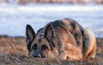 German Shepherd Wallpaper Animal