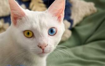 Heterochromia Different Eyes Color Light Cat Wallpaper Background