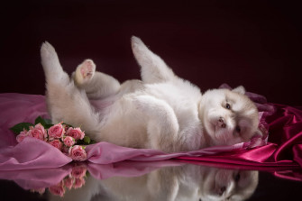 Cute Puppy Wallpaper