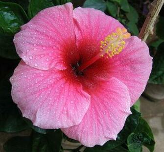 Tropical Plants